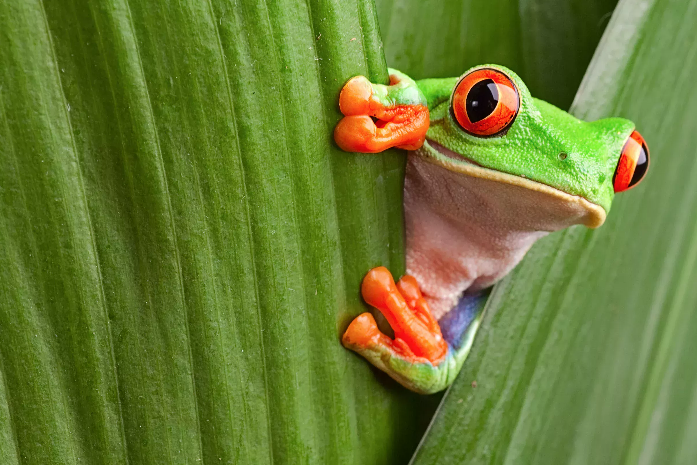 Green frog hiding behind a leaf.
