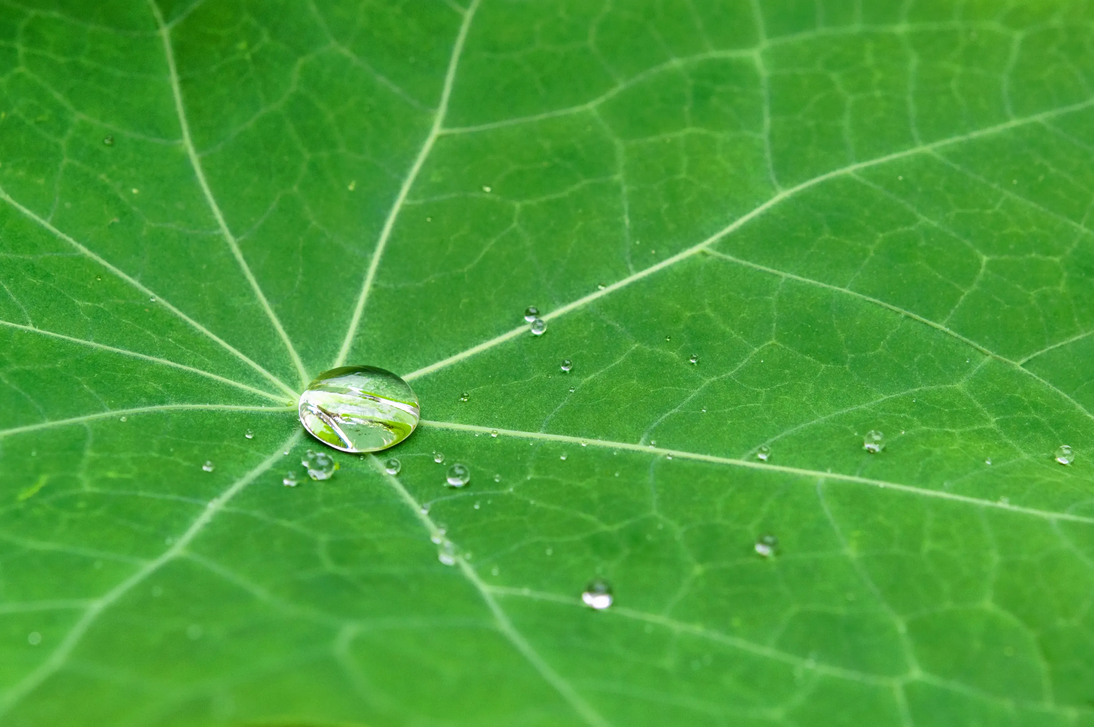 Wassertropfen der von einem Blatt abperlt