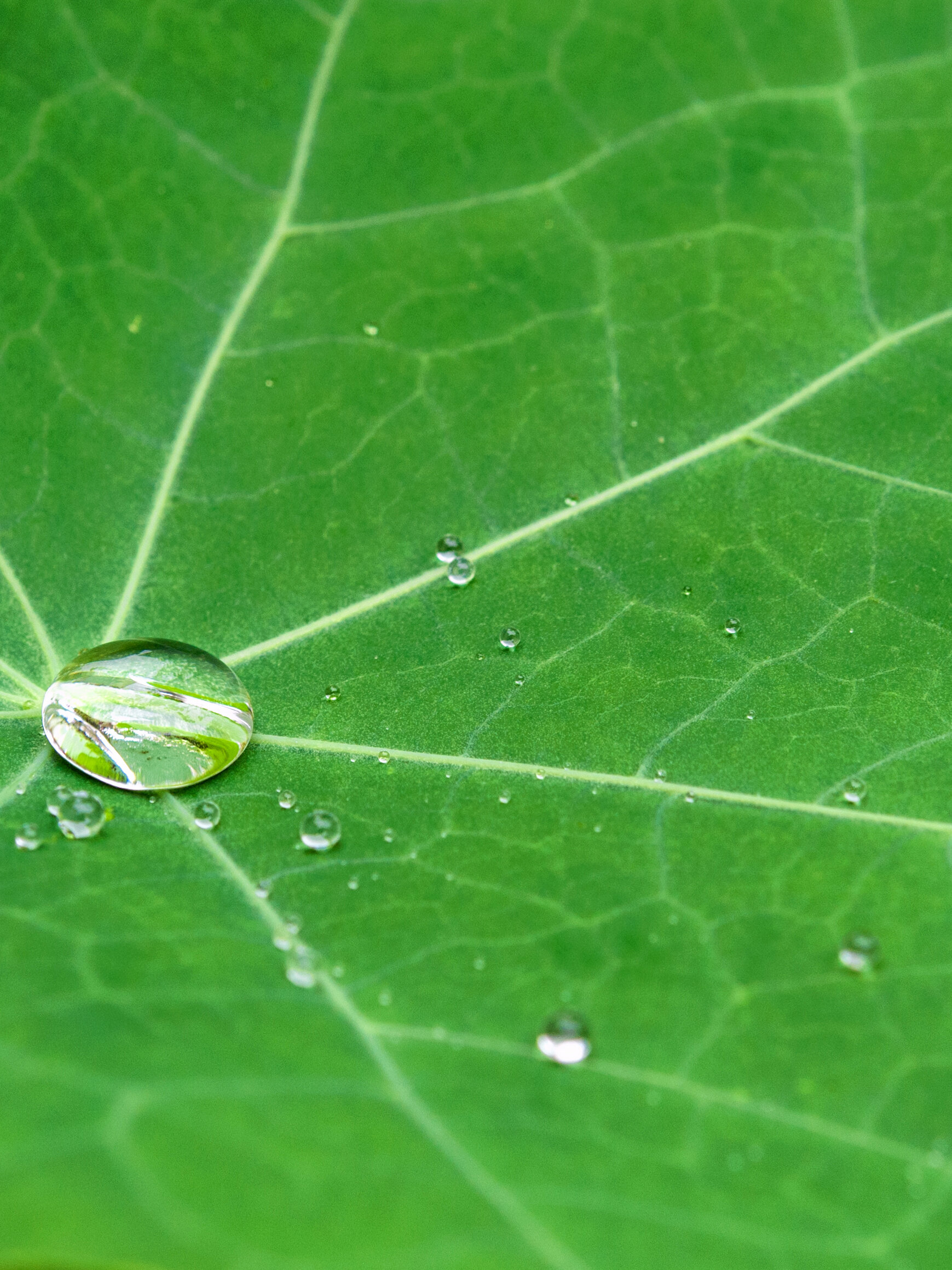 Wassertropfen der von einem Blatt abperlt