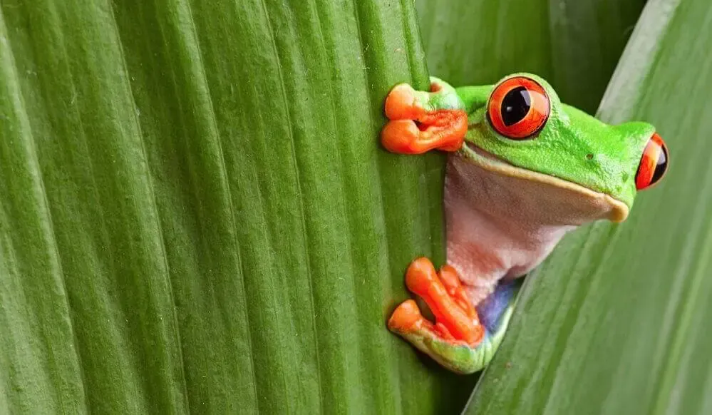 Grüner Frosch der sich hinter einem Blatt versteckt