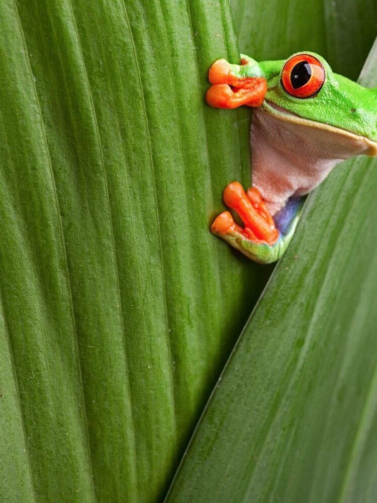 Grüner Frosch der sich hinter einem Blatt versteckt
